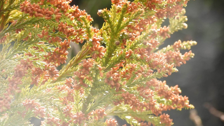 日差しを浴びたスギの花粉の様子